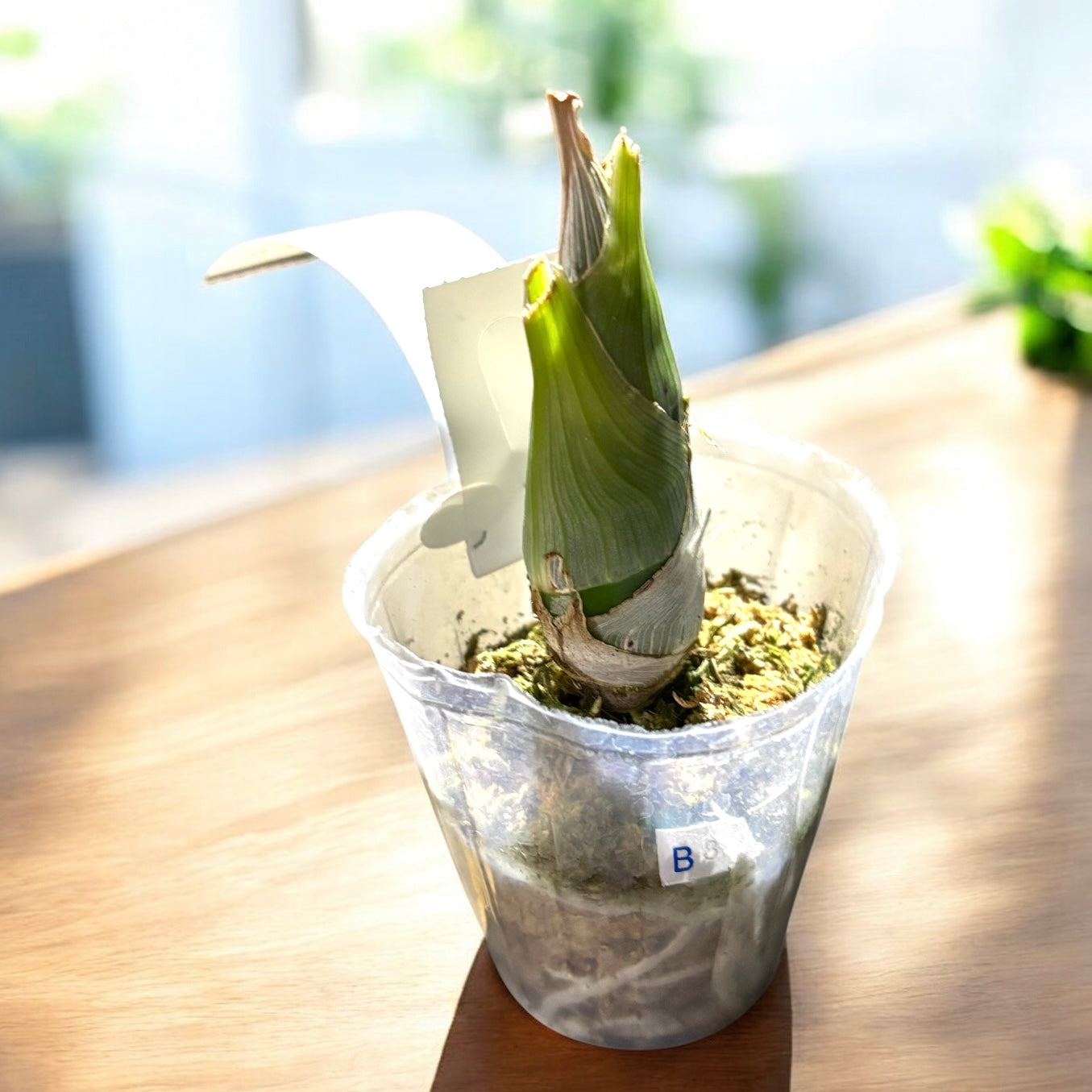 Orhidee neagra parfumata - Fredclarkeara After Dark 'SVO Black Pearl' FCC/AOS