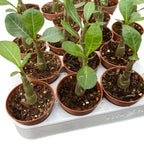 Pustinjski ruža - Adenium Obesum (mlada biljka)