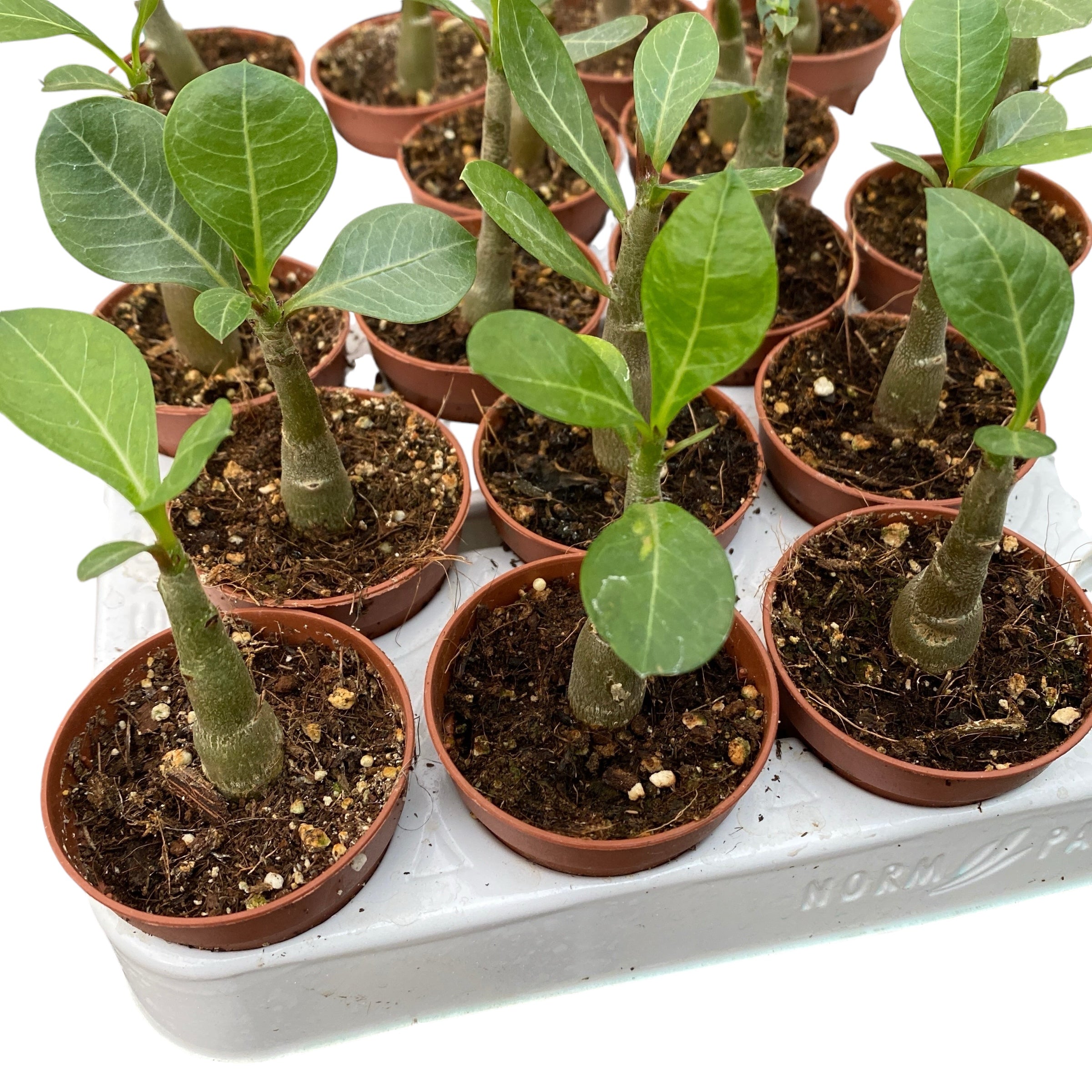 Trandafirul desertului - Adenium Obesum (babyplant)