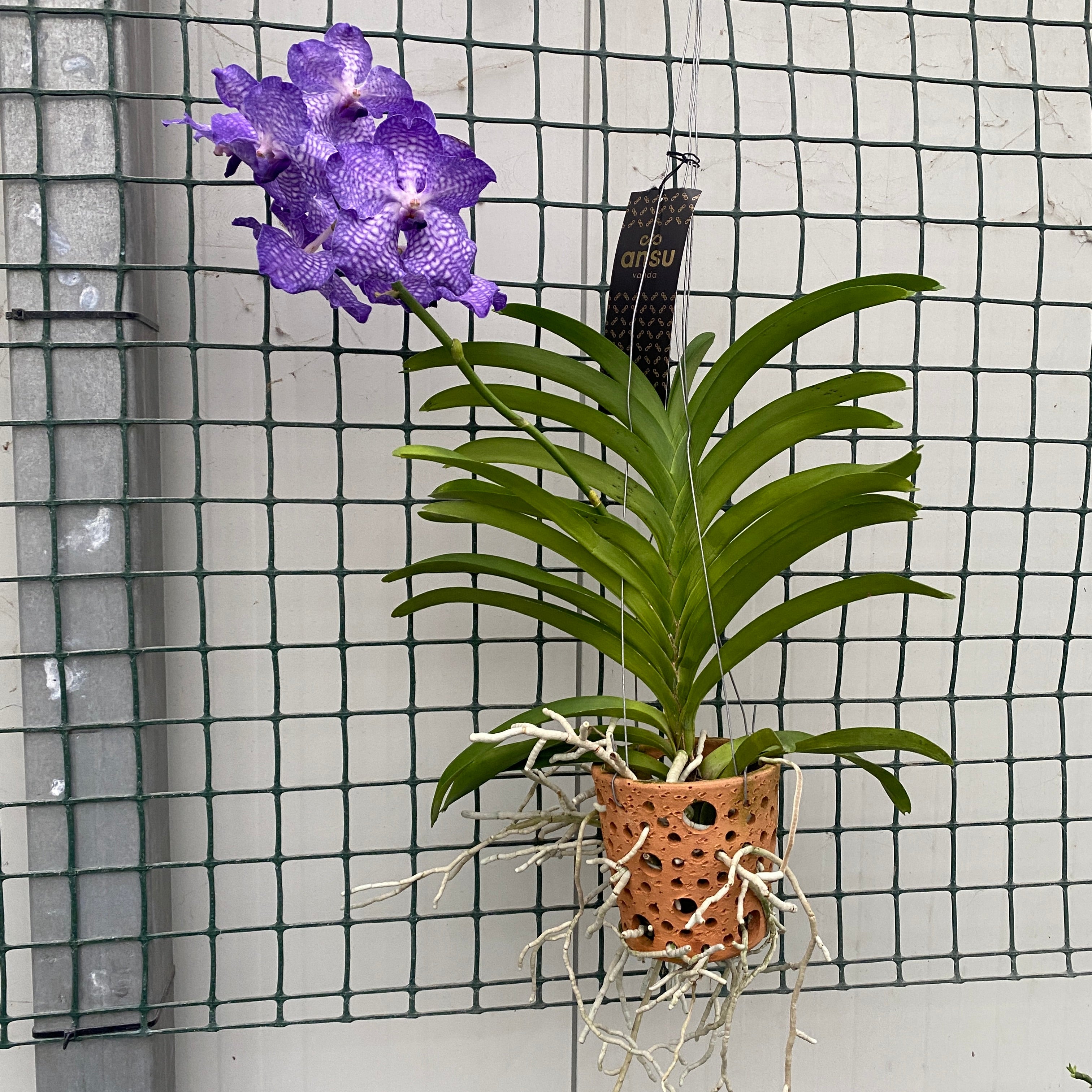Vanda Blue Magic (Ansu)
