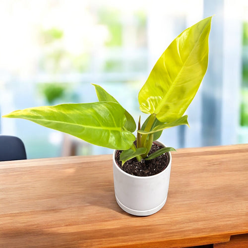 melonii gold philodendron Philodendron 'Golden Melinonii' – Secret Garden Plant Shop