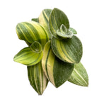 Tradescantia Sillamontana Variegata babyplant