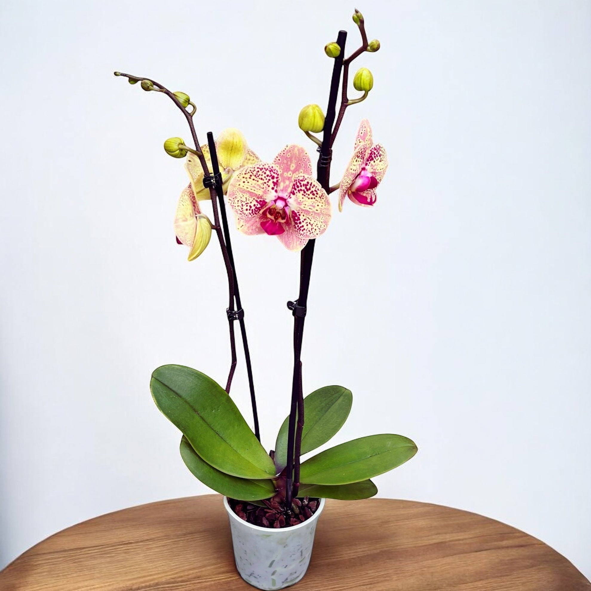 Phalaenopsis Wild Peach – Secret Garden Plant Shop