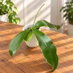 Phalaenopsis Moon Bunny