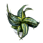 Sansevieria Hahnii 'Curly Spiral Star'
