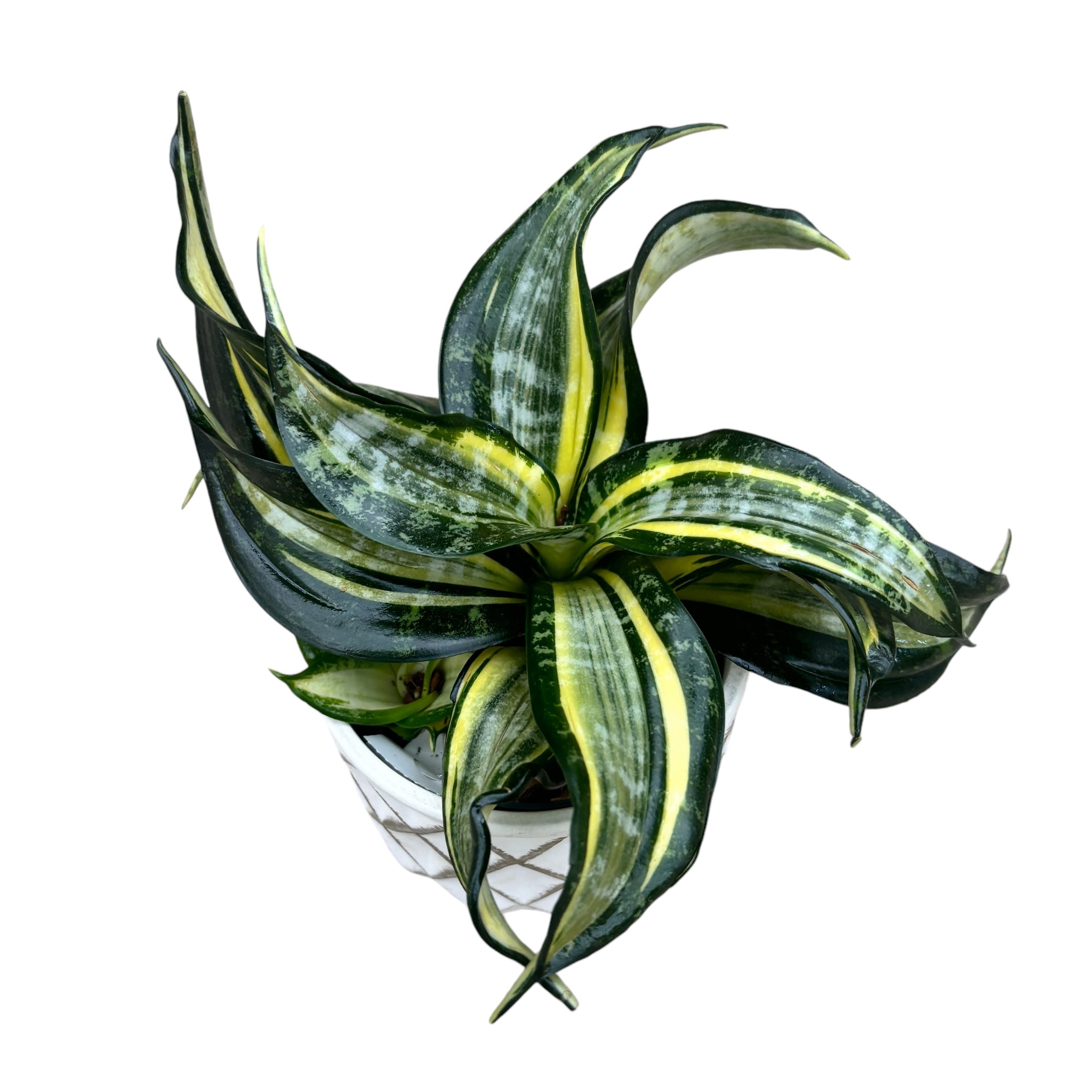 Sansevieria Hahnii 'Curly Spiral Star'