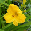 Hemerocallis ‘Bakabana’ - rizomi de plantare