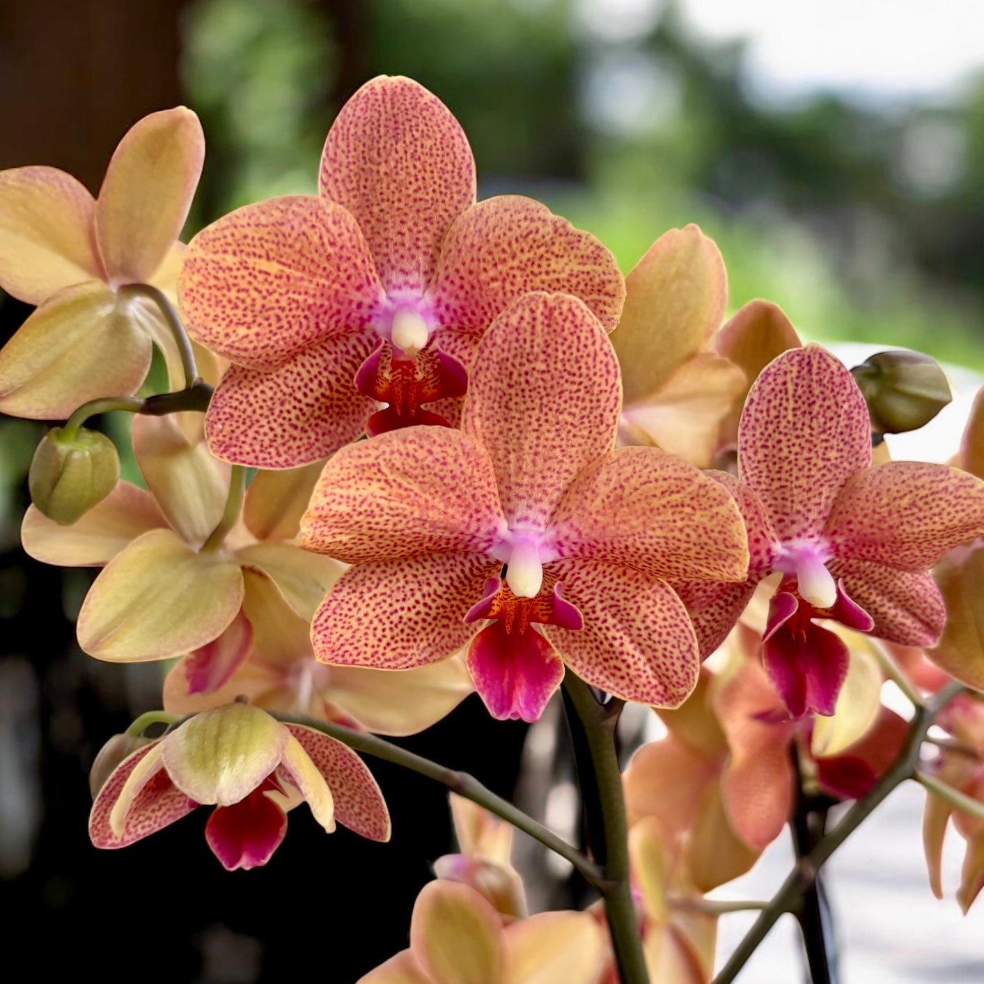 Phalaenopsis Sunset Love