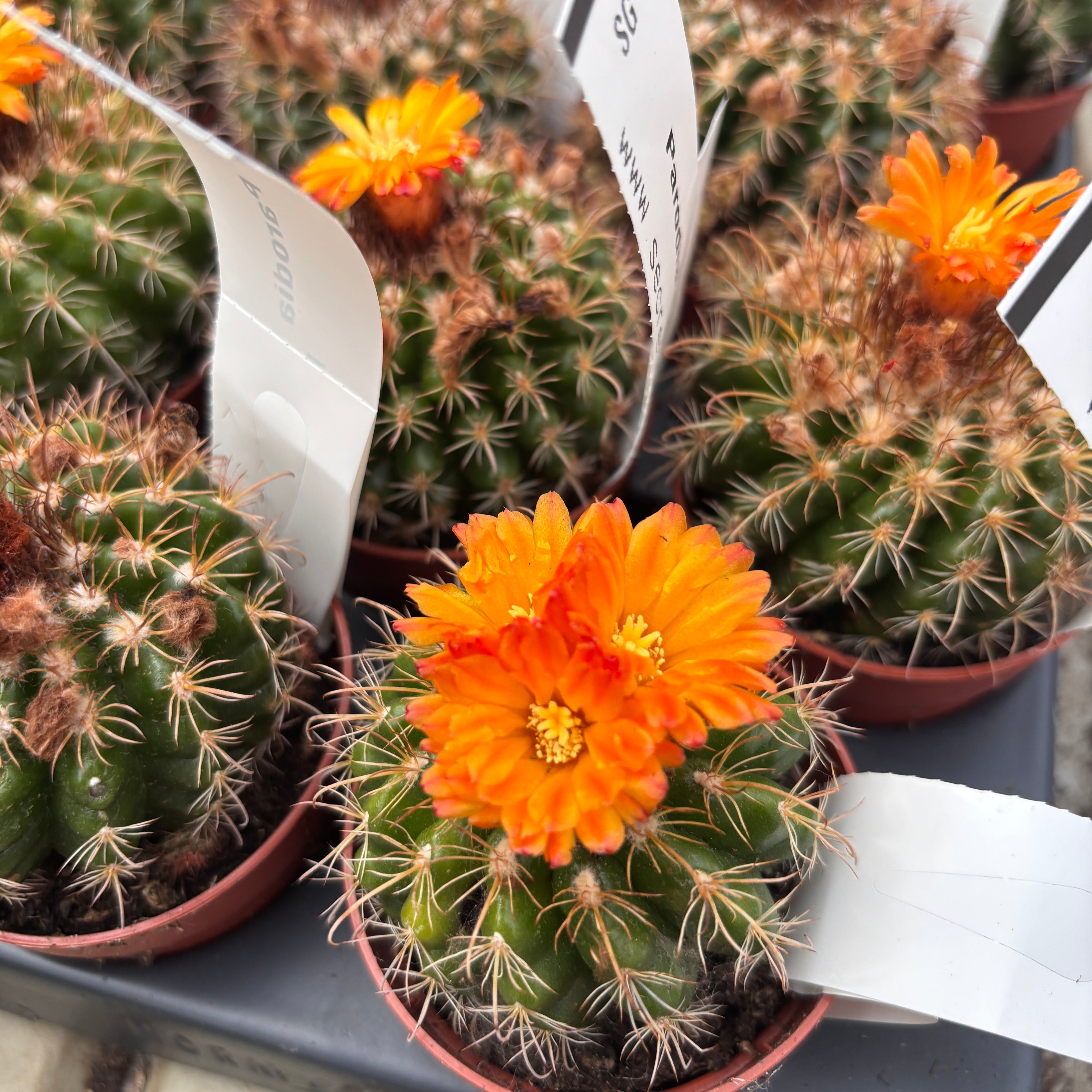 Parodia mairanana