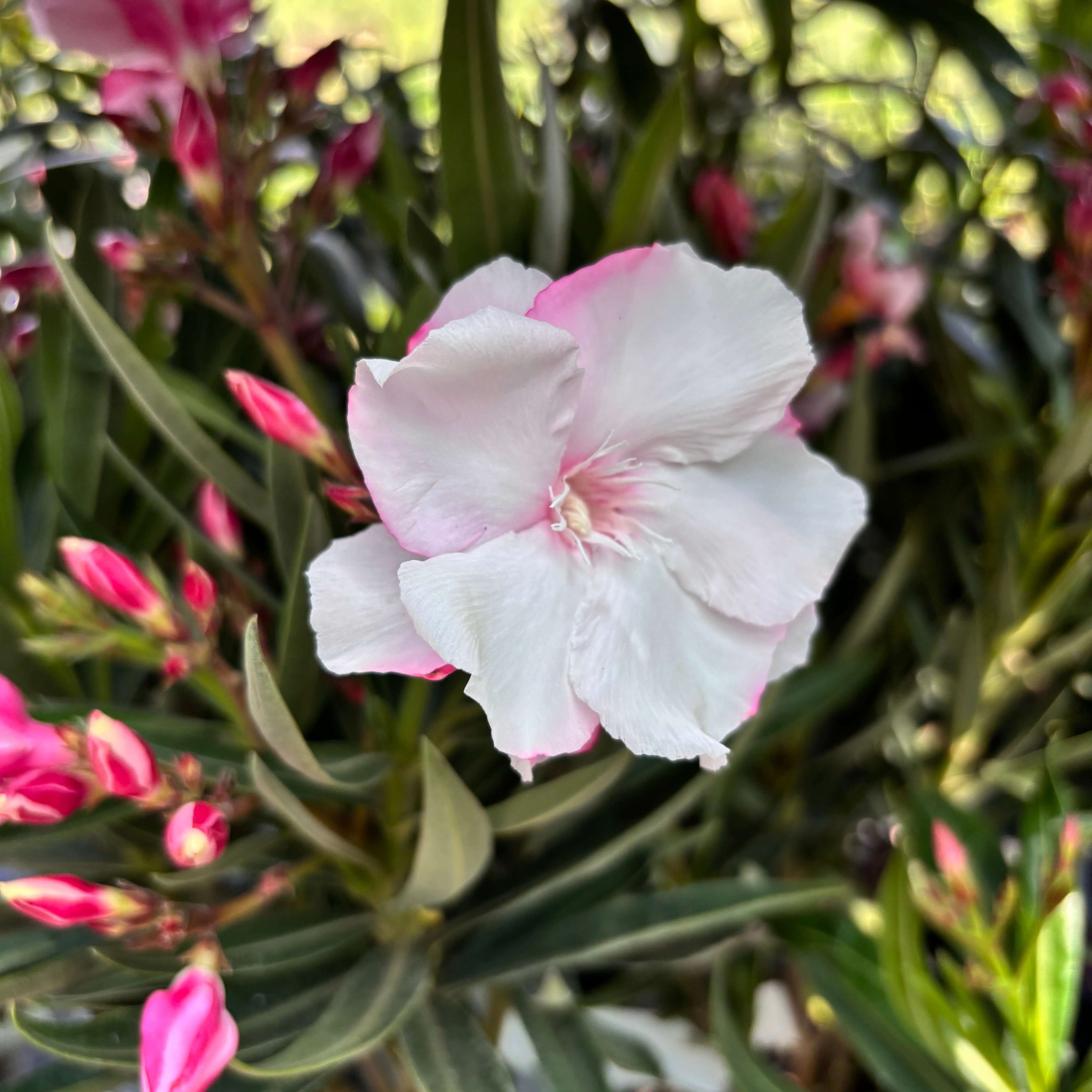 Leandru cu floarea dubla alba - Nerium Olander