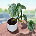 Philodendron mamei – frumusete tropicala cu frunze catifelate si nervuri argintii