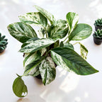 Epipremnum pinnatum 'Marble Variegata'