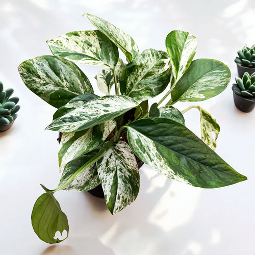 Epipremnum pinnatum 'Marble Variegata' – Secret Garden Plant Shop