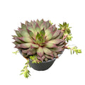 Sempervivum 'Emerald Empress' (planta urechelnita) D9