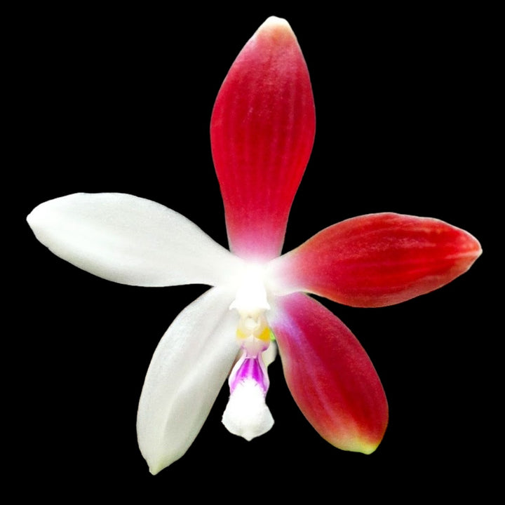 Phalaenopsis speciosa 'Big Red'