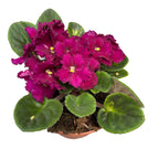 Saintpaulia Inova Spectra Madison - violete africane crete