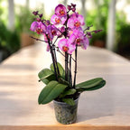 Phalaenopsis Formation - exemplare impresionante (2 plante/ghiveci)