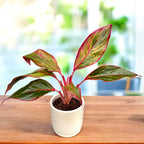 Aglaonema Crete (Siam Aurora, Jungle Red)