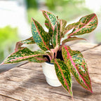 Aglaonema ’Prestige’ - 2 plante/ghiveci