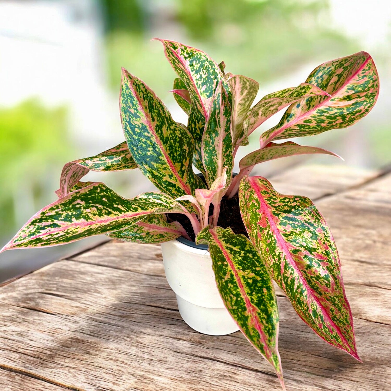 Aglaonema ’Prestige’ - 2 plante/ghiveci