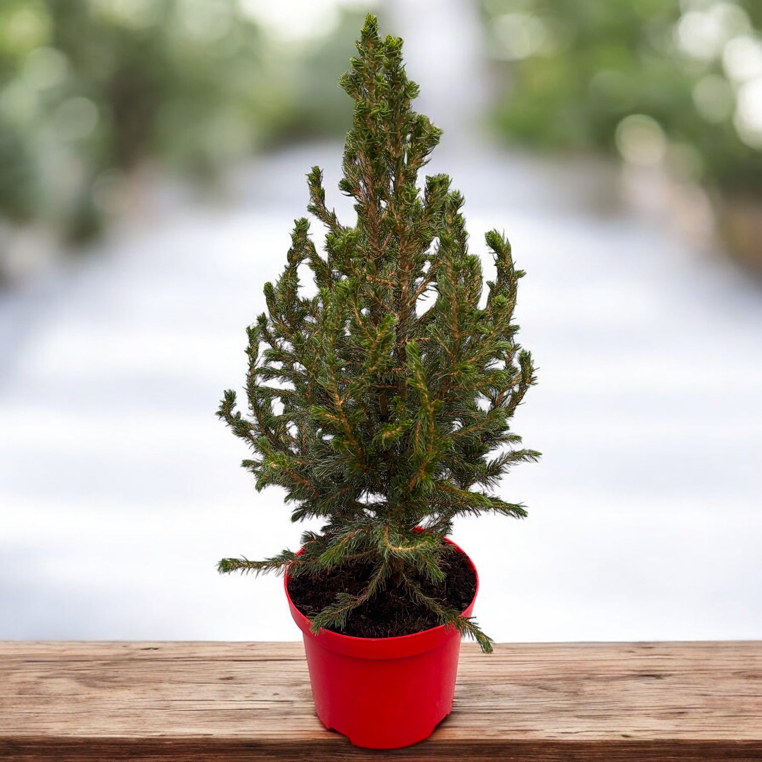 Picea 'Magical Christmas' - Magia sarbatorilor intr-un bradut viu