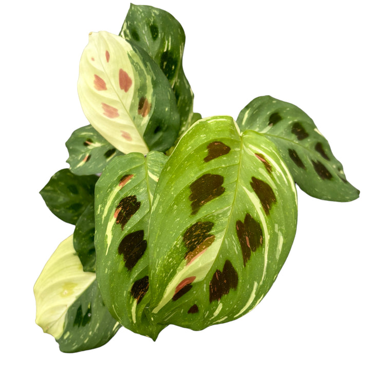 Maranta Leuconeura var. kerchoveana 'Variegata' (Maranta ‘Beauty Kim’)