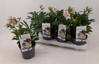 Helleborus orientalis Pretty Ellen Pink (Spanz) D12