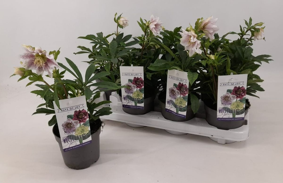 Helleborus orientalis Pretty Ellen Pink (Spanz) D12