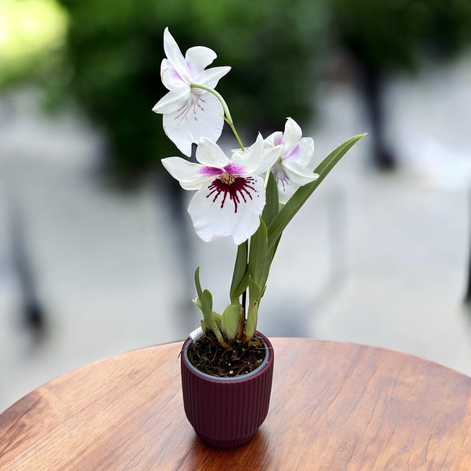 Miltoniopsis (Ambre x Lynne Waihee) 'Cream Puff'