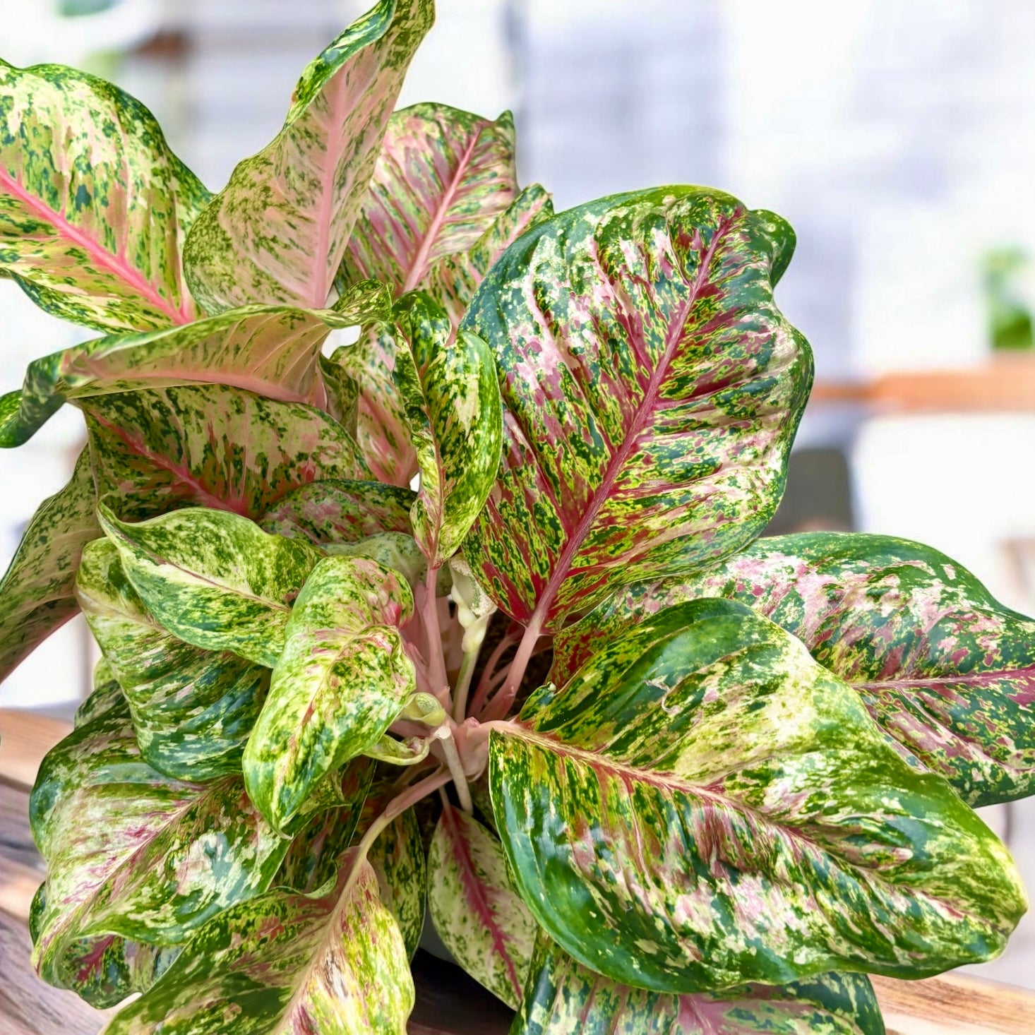Aglaonema ‘Carnival Queen’ - explozie tropicala de culoare