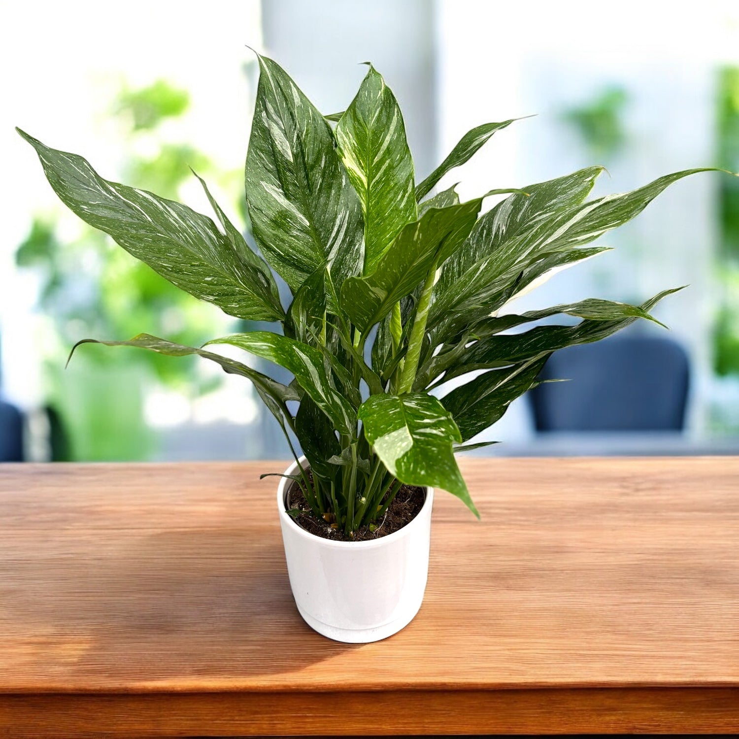 Spathiphyllum 'Diamond Variegata'