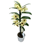 Dendrobium Floraison Dorée