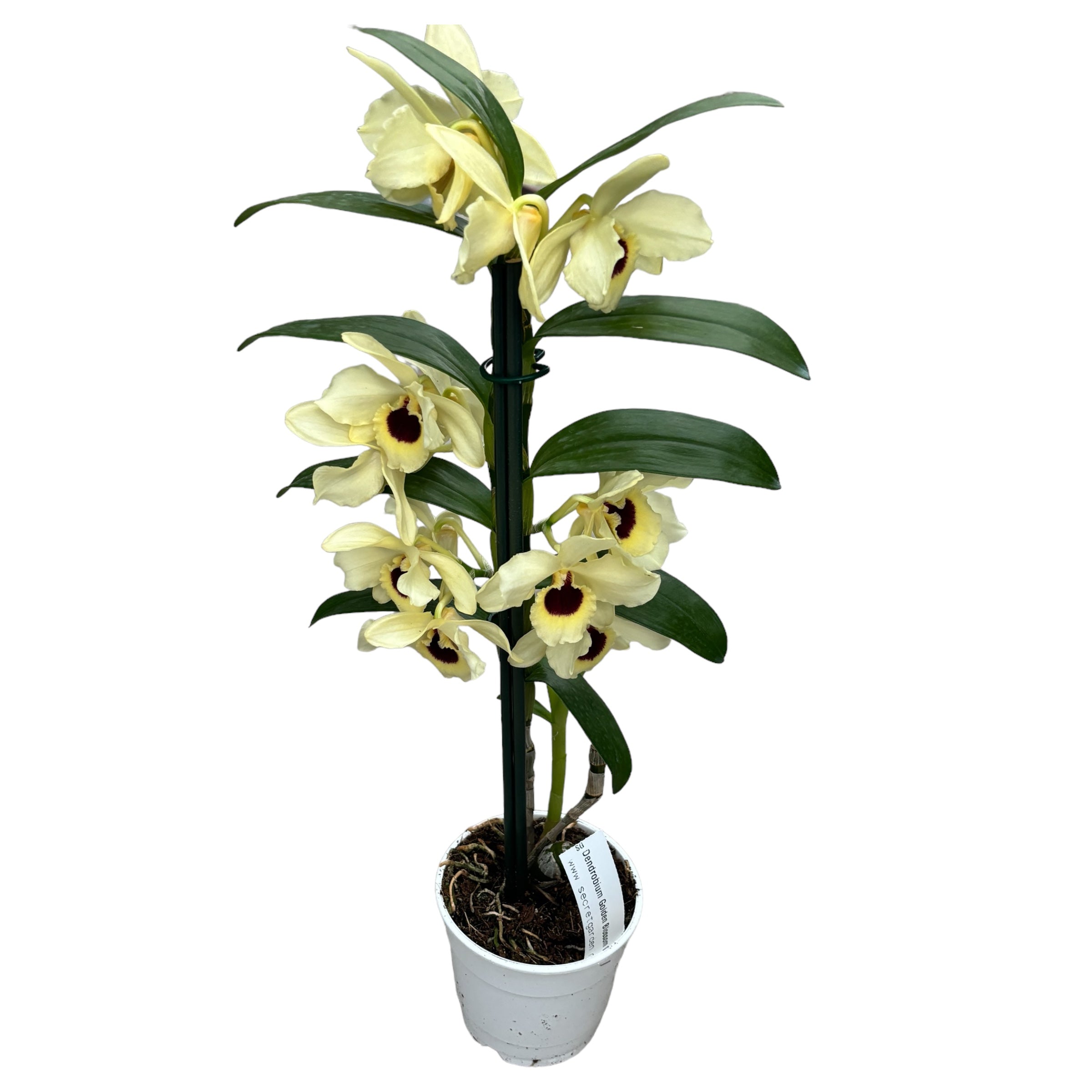 Dendrobium Floraison Dorée