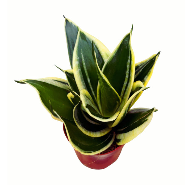 Sansevieria Hahnii Jade Pagode D9