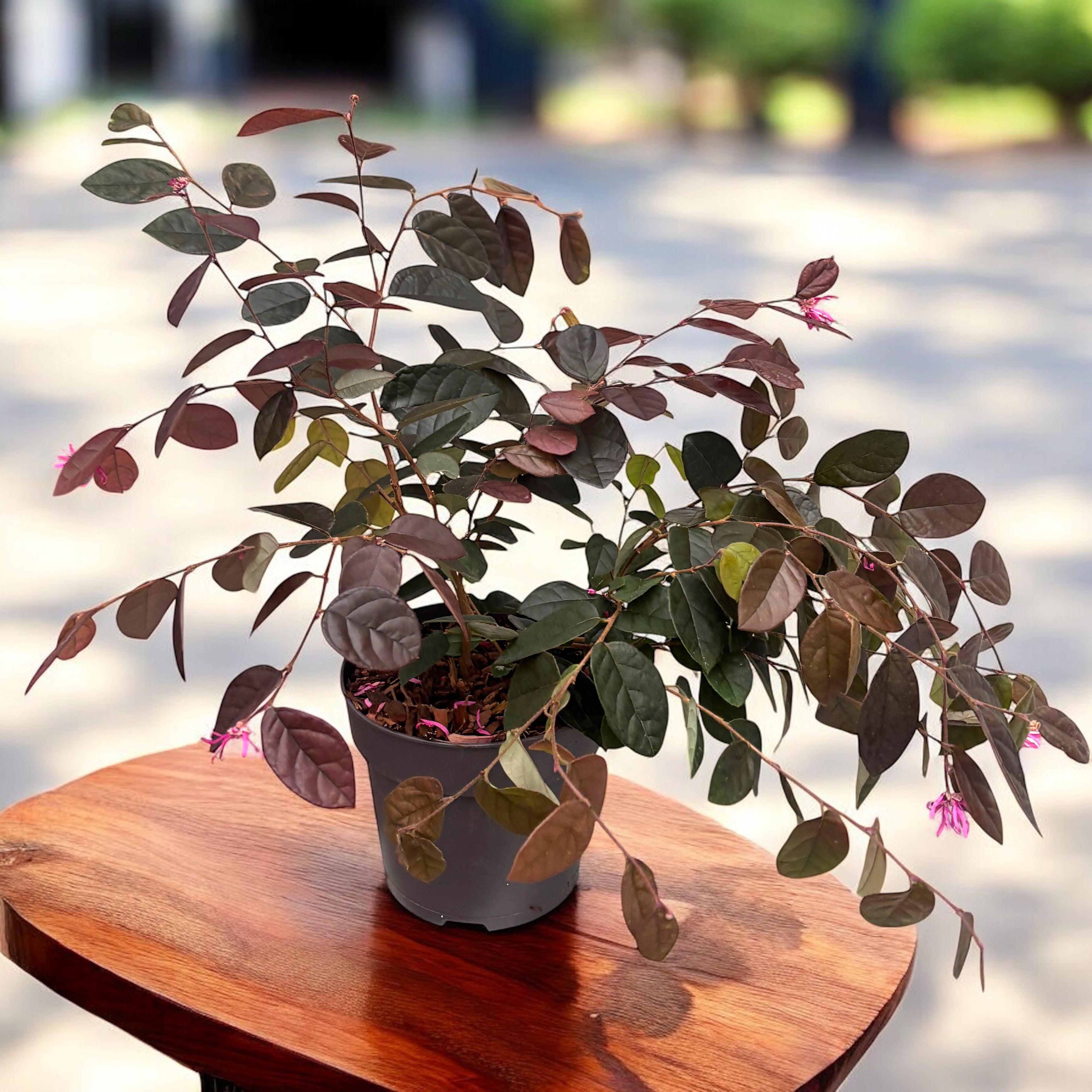Loropetalum chinense ‘Fire Dance’ - arbust cu frunzis purpuriu si flori roz vibrante