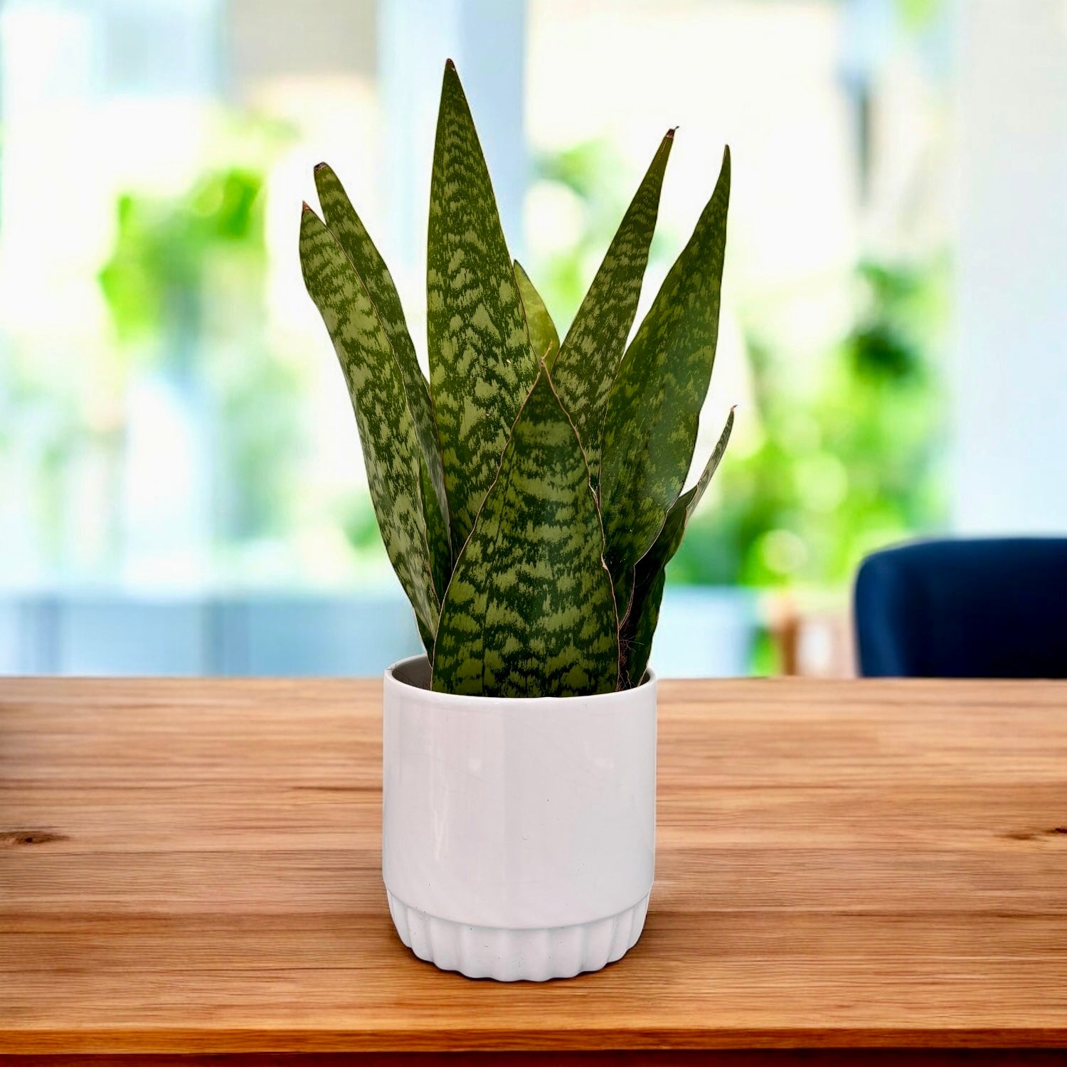 Sansevieria aubrytiana Dragon