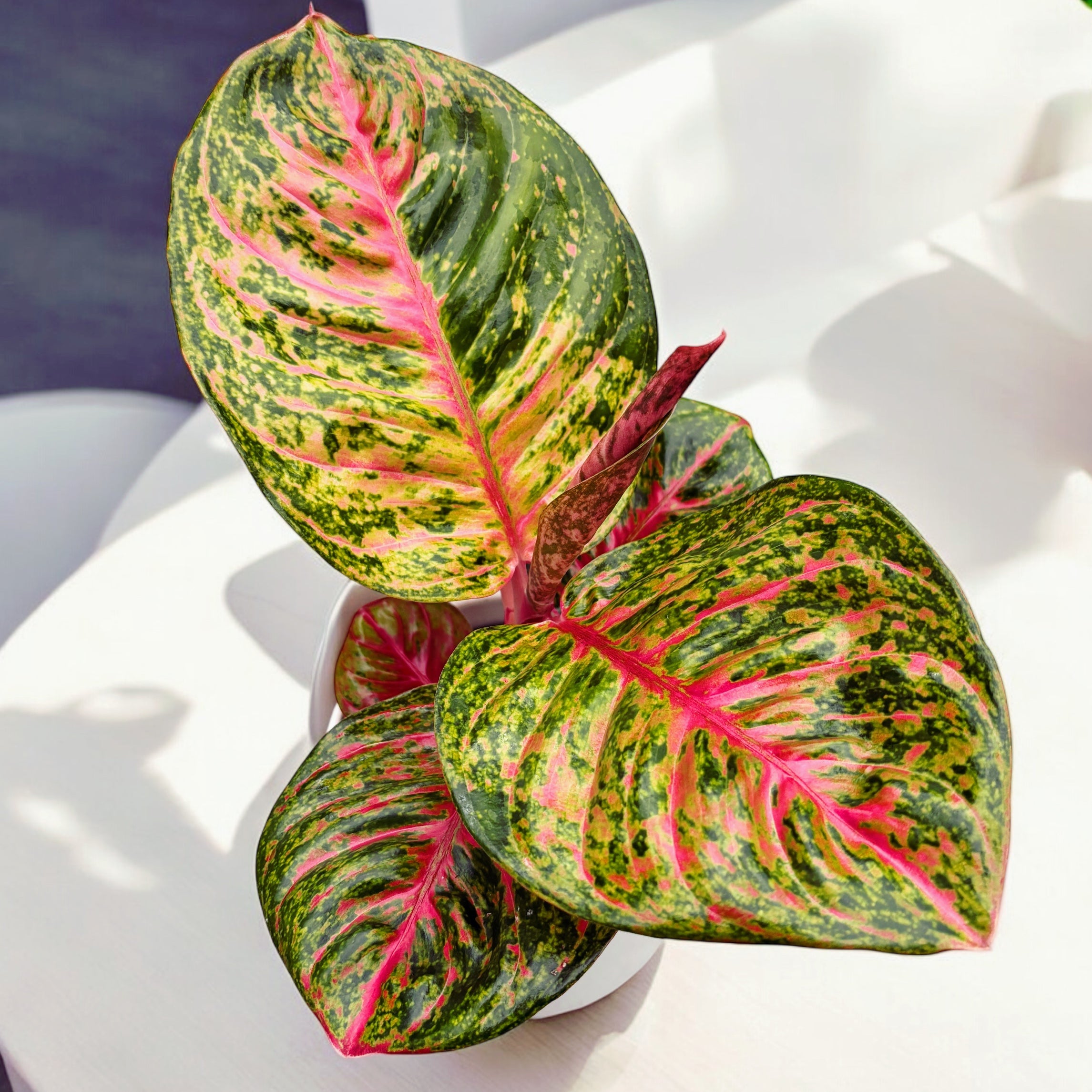 Aglaonema 'Red Balloon'