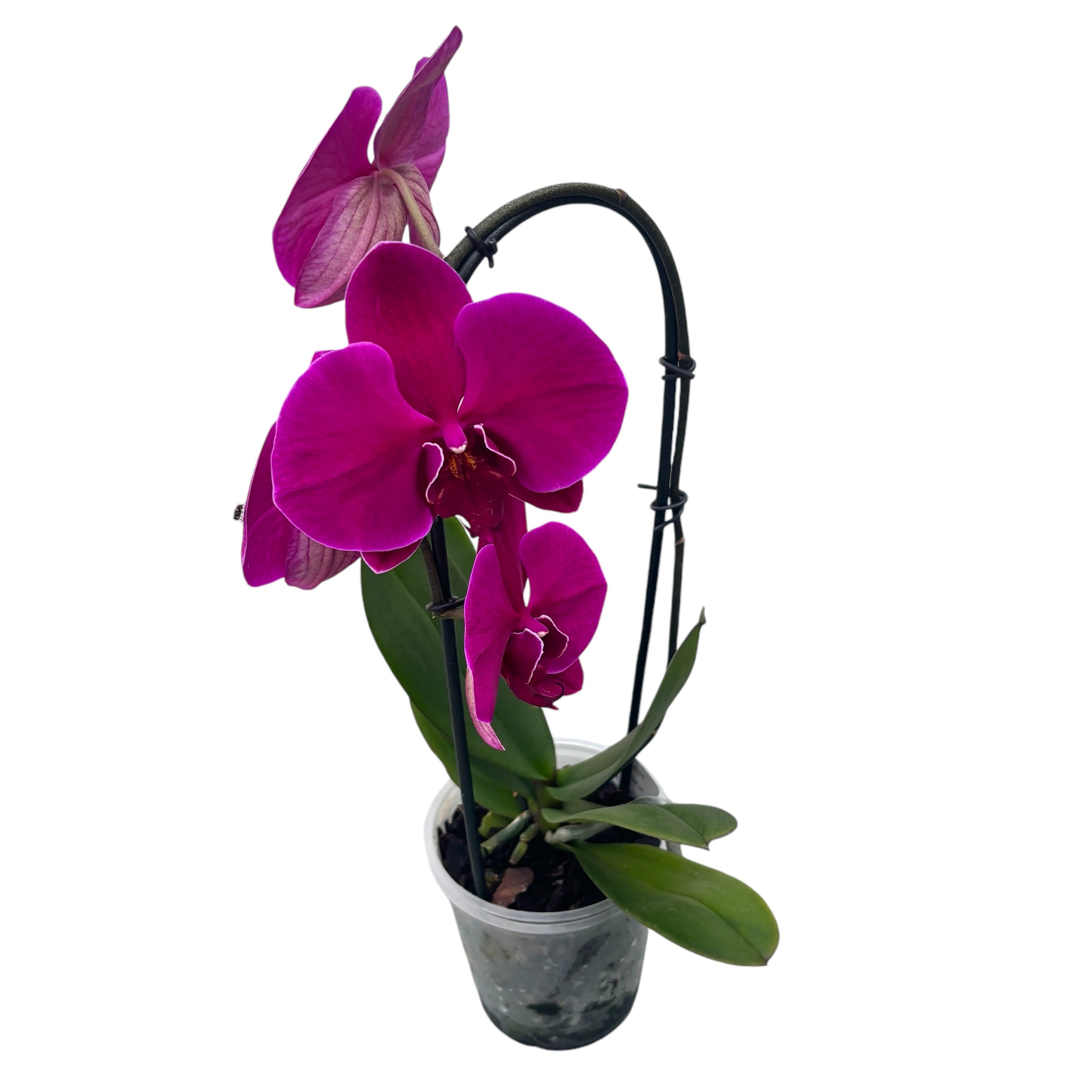 Phalaenopsis Flamingo (bloemen XL)