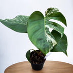 Monstera deliciosa 'Variegata' (low variegation)