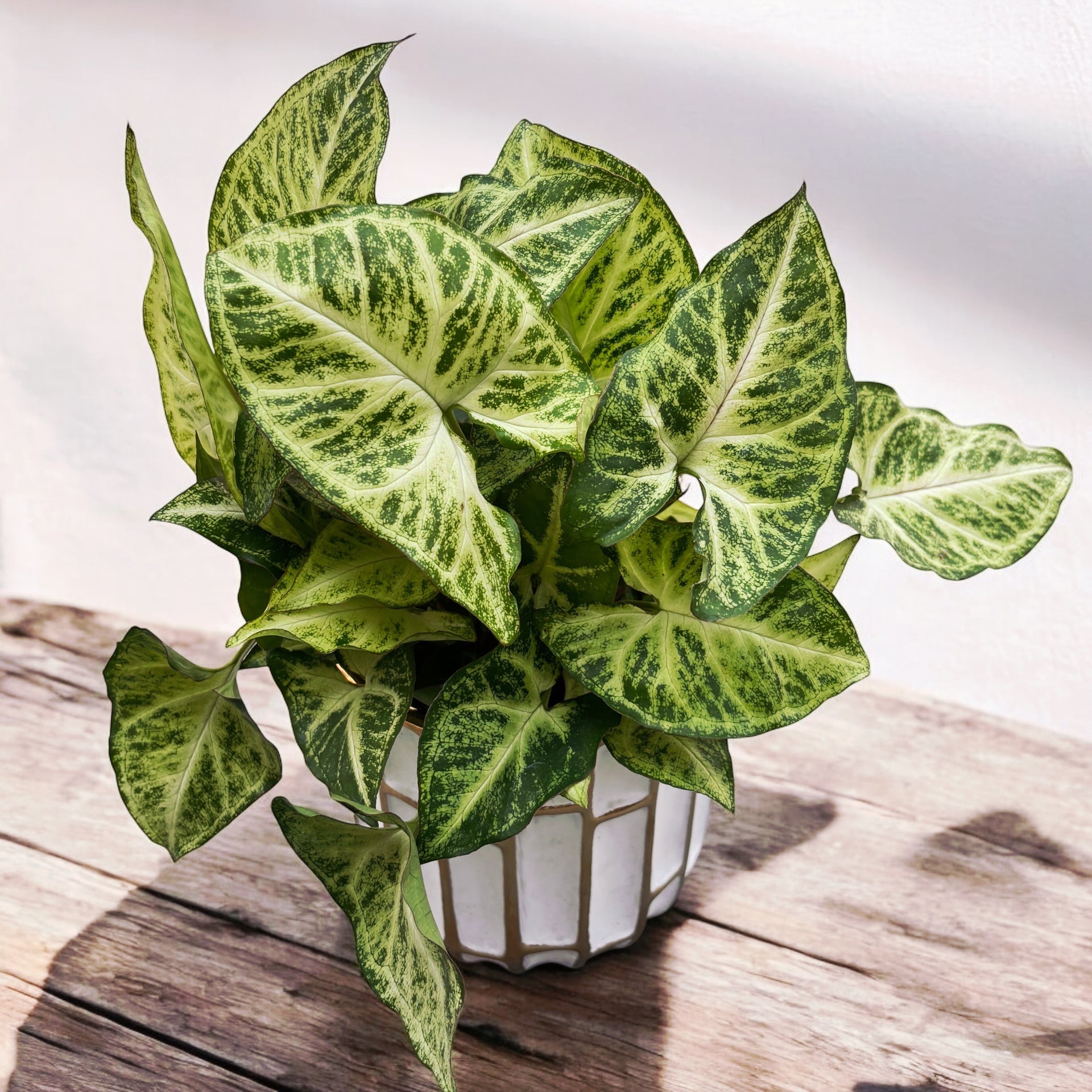 Syngonium Pfeil (Pfeilpflanze) – Secret Garden Plant Shop