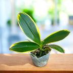 Phalaenopsis Miki Pink Fox (variegata & peloric)