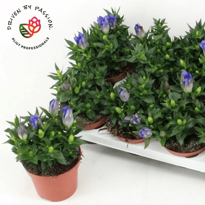 Gentiana scabra 'Rocky Diamond Blue Heart'