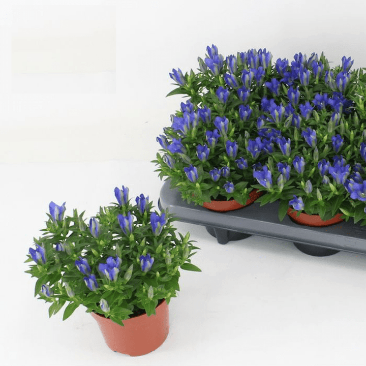 Gentiana scabra 'Luis Easy Blue'