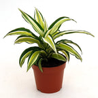 Dracaena fragrans 'Malaika'