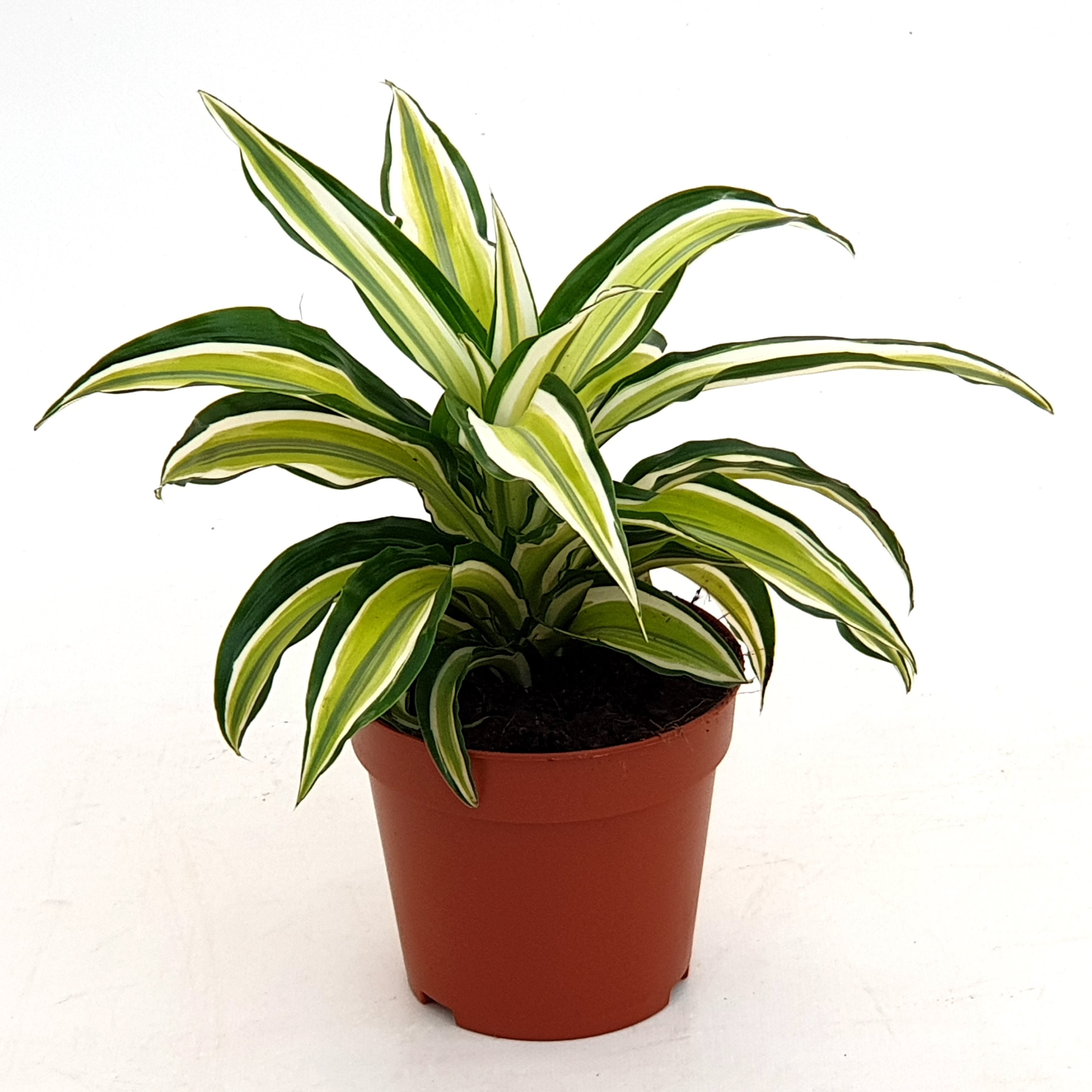 Dracaena fragrans 'Malaika'