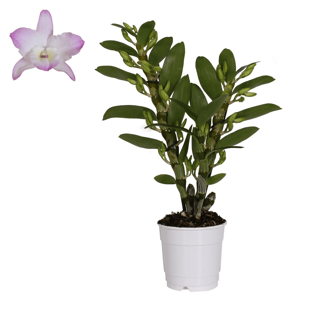 Dendrobium nobile Sea Mary