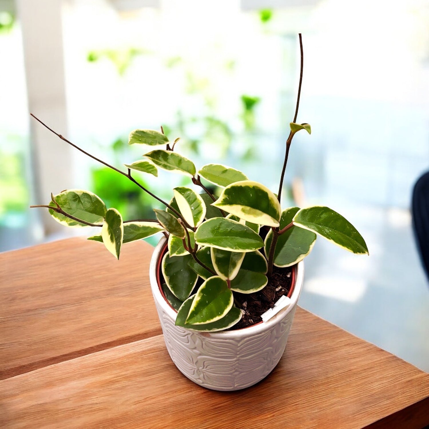 Hoya carnosa 'Krimson Queen' D12 - full pots, 3-4 plante/pot