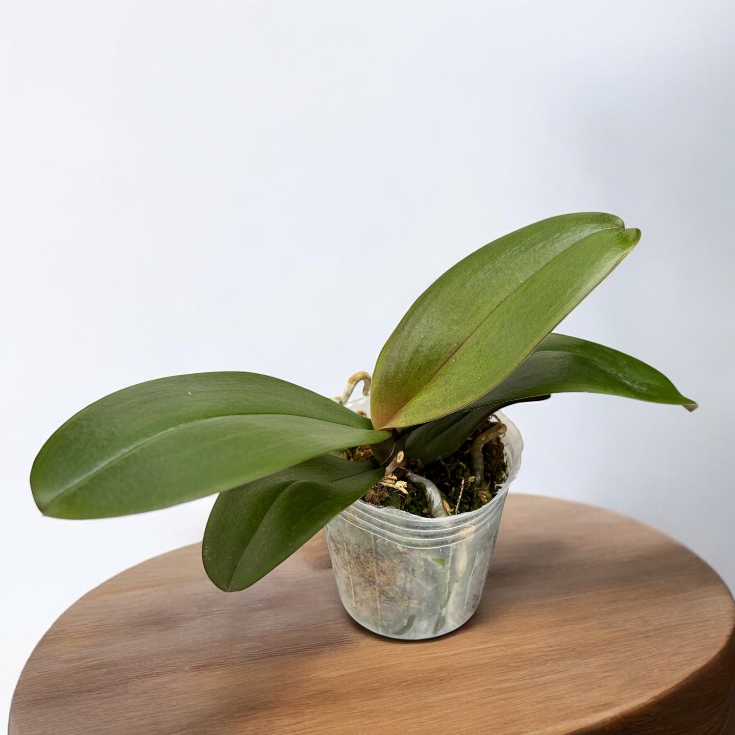 Phalaenopsis Chialin Rainbow (pélorique)