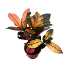 Croton Codiaeum variegatum 'Mrs Iceton' 2pp