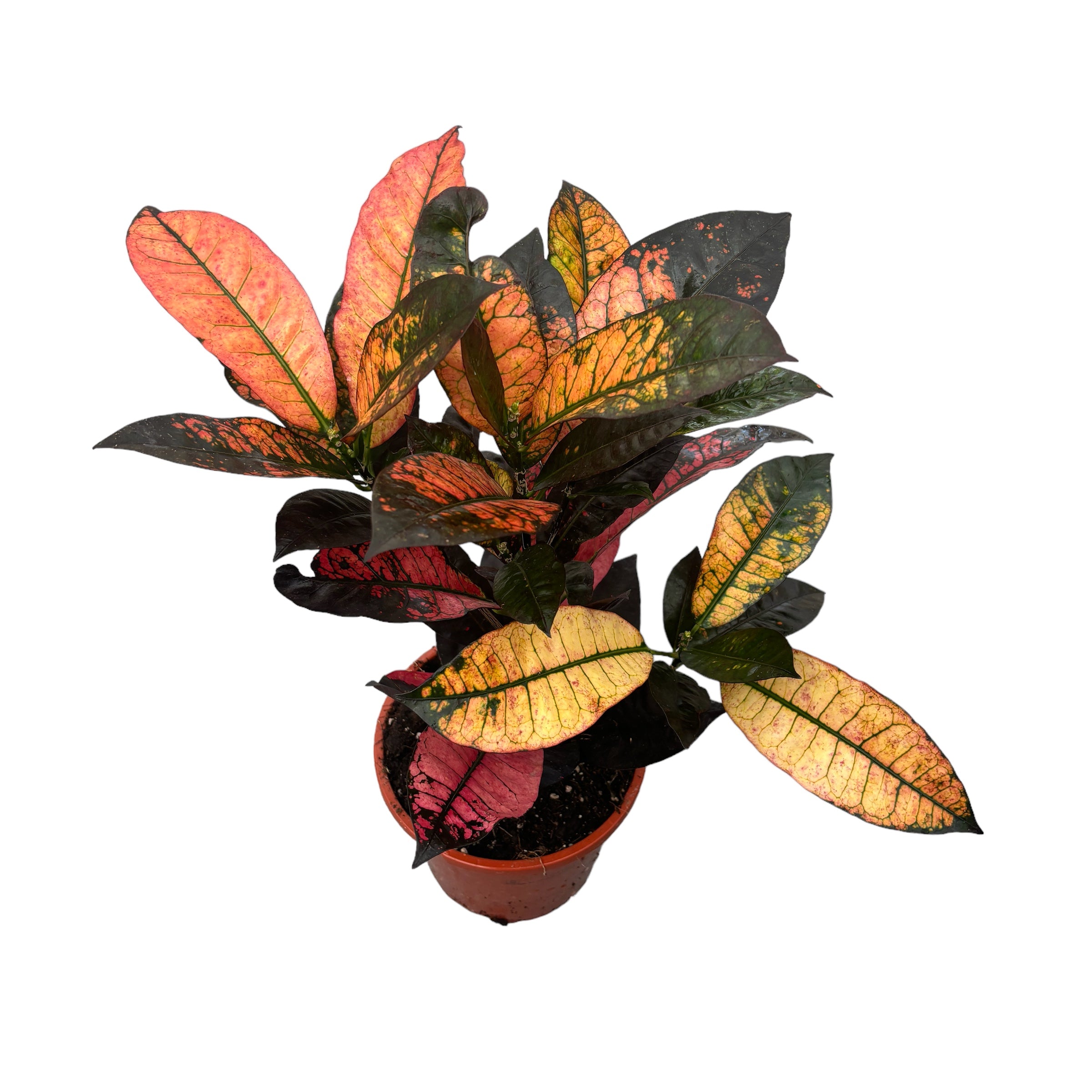 Croton Codiaeum variegatum 'Mrs Iceton' 2pp
